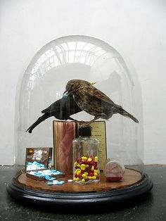 #cloche #taxidermy #