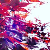 I spotted this tree during my neighborhood stroll. I think it's a Japanese maple. Exceptional to see a tree with permanent autumn colours in summer! #japanesemaple #redleaves #haarlem #flora