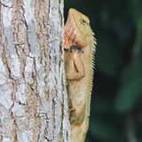 Well hello there! This small lizard had an amazingly long tail on him. #lizard #Singapore #walkinthepark #whatissingapore #instasg #wildlife